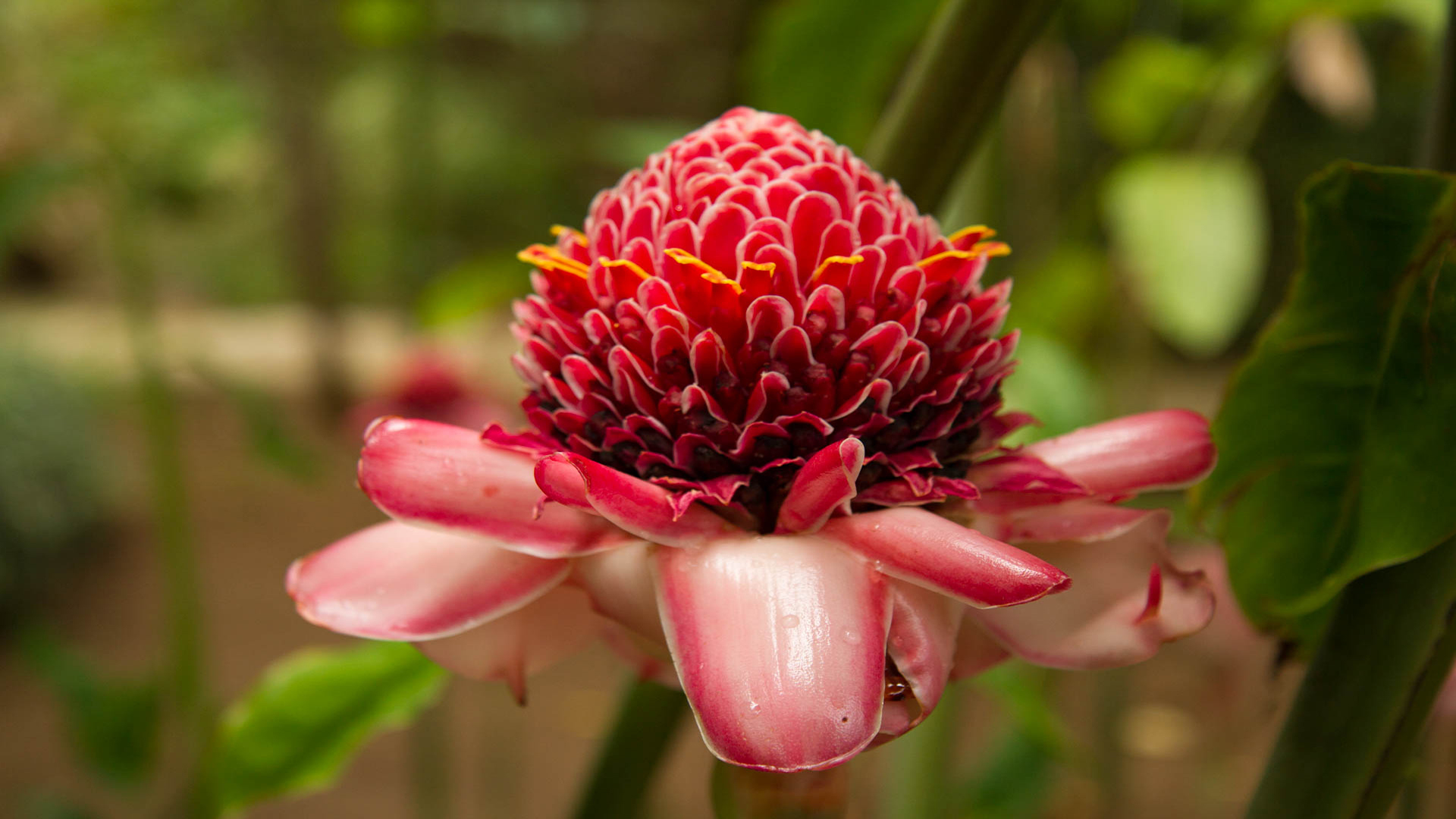 Diapo_RoseDePorcelaine